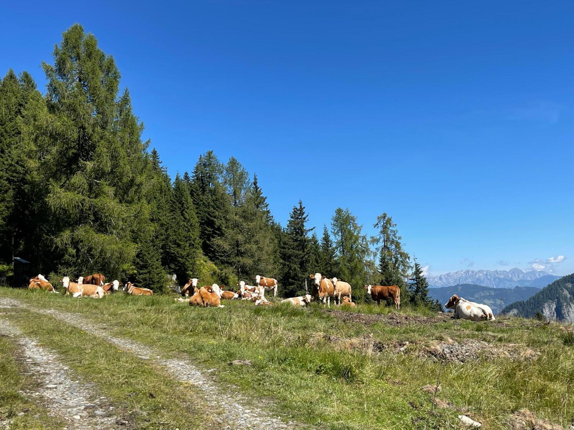 Gaestezimmer Peterbauer Διαμέρισμα Dorfgastein Εξωτερικό φωτογραφία