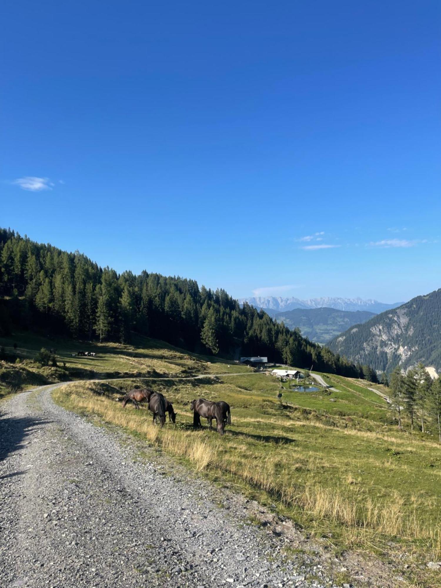 Gaestezimmer Peterbauer Διαμέρισμα Dorfgastein Εξωτερικό φωτογραφία